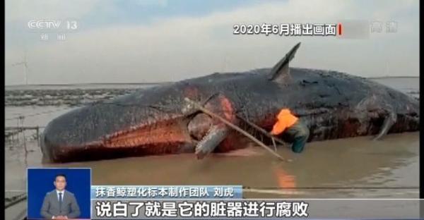 渤海首现搁浅抹香鲸！尸体将被塑化成标本留在大连