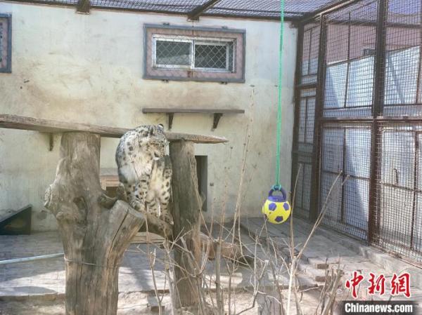 青海：青藏高原旗舰物种雪豹、兔狲获赠网友“春日礼物”