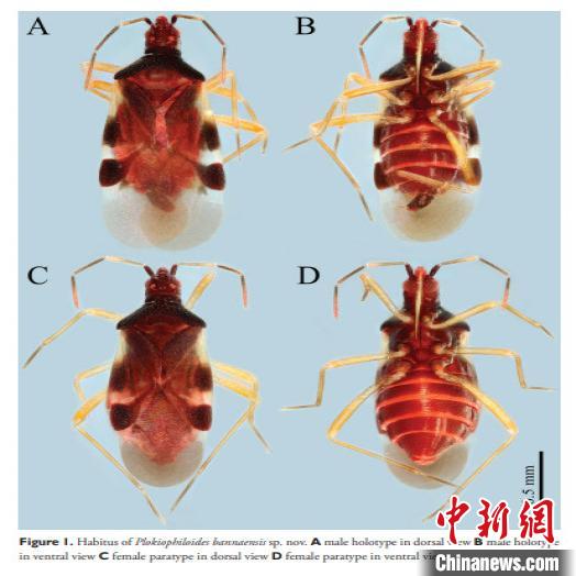 云南西双版纳发现中国昆虫新纪录科——丝蝽科