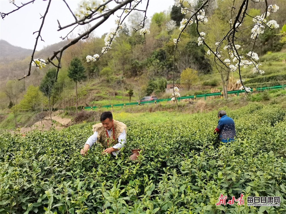 甘肃康县：茶园吐翠满山香