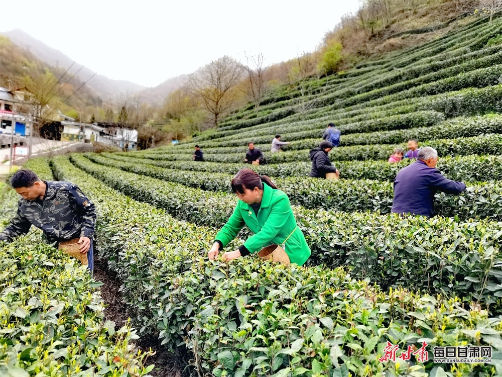 甘肃康县：茶园吐翠满山香