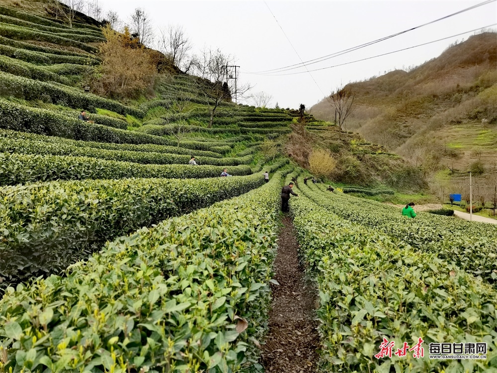 甘肃康县：茶园吐翠满山香