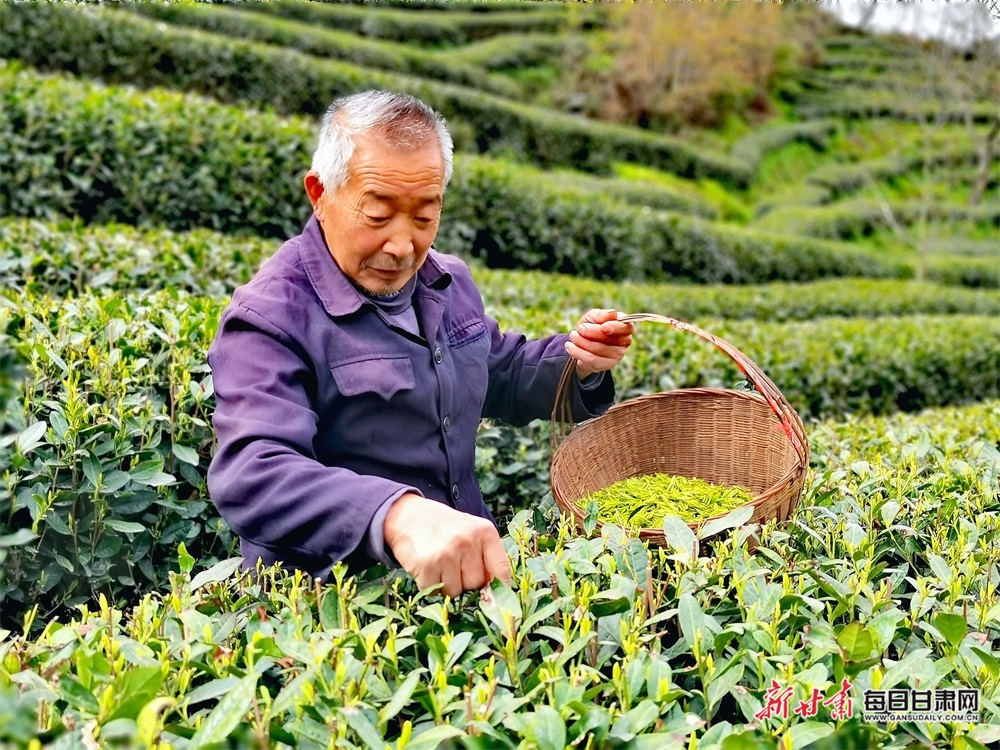 甘肃康县：茶园吐翠满山香