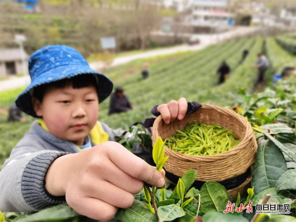 甘肃康县：茶园吐翠满山香