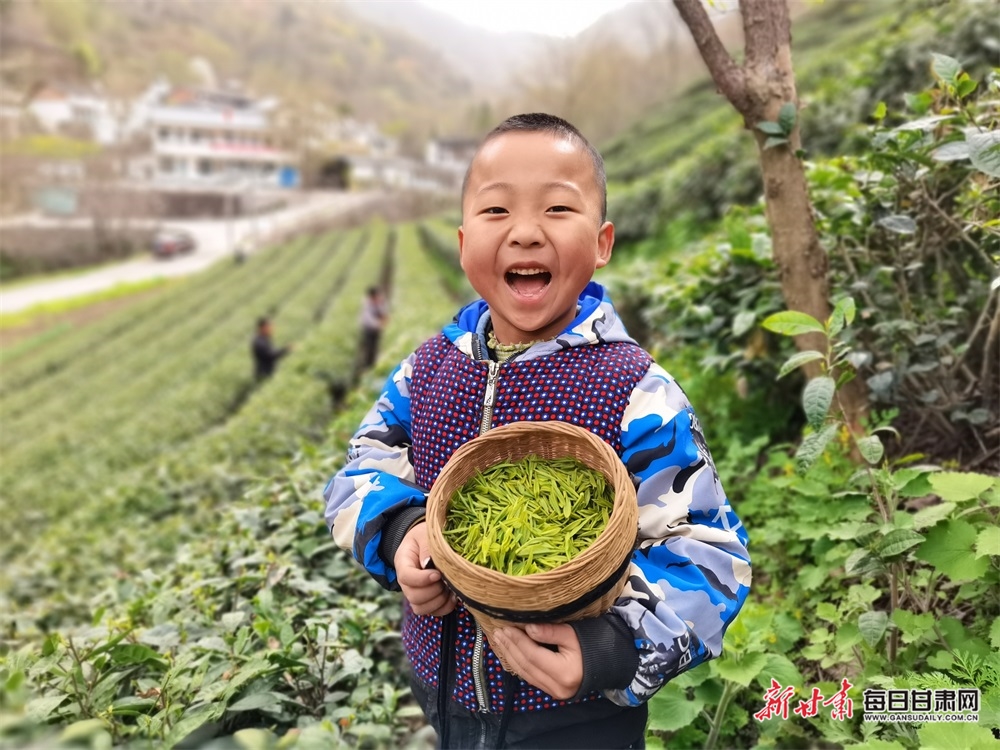 甘肃康县：茶园吐翠满山香