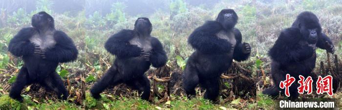 国际最新研究：山地大猩猩捶击胸口或交流自身相关信息