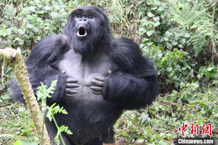 国际最新研究：山地大猩猩捶击胸口或交流自身相关信息