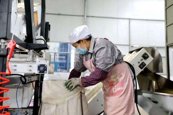 贵州印江：茶叶加工增效益