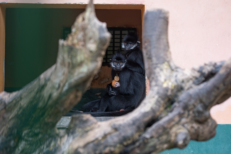 广西梧州：黑叶猴喜添丁