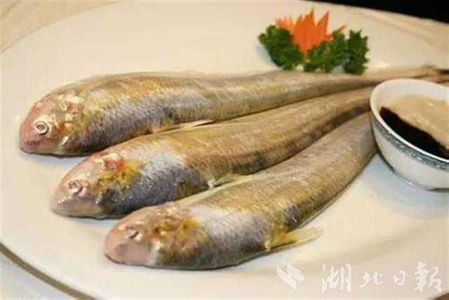 长江刀鱼首次在湖北人工养殖成功