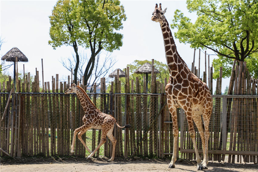 上海野生动物园的长颈鹿宝宝五一要和游客见面啦！