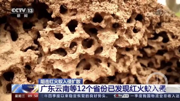 红火蚁入侵12省，广东拟以4000万元开办防蚁培训班