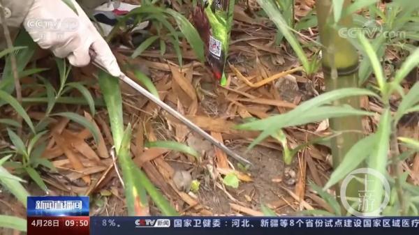 红火蚁入侵12省，广东拟以4000万元开办防蚁培训班
