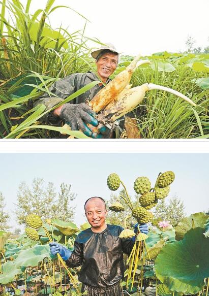 安徽省马鞍山市雨山区：芙蓉出碧水 十里稻花香