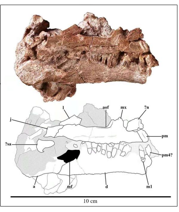 云南出土3岁恐龙幼体化石，不属任何已知属种