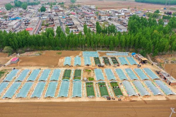 河北滦州：薯炕育秧促增收