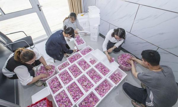 江苏海安：“美丽产业”盛开“致富之花”