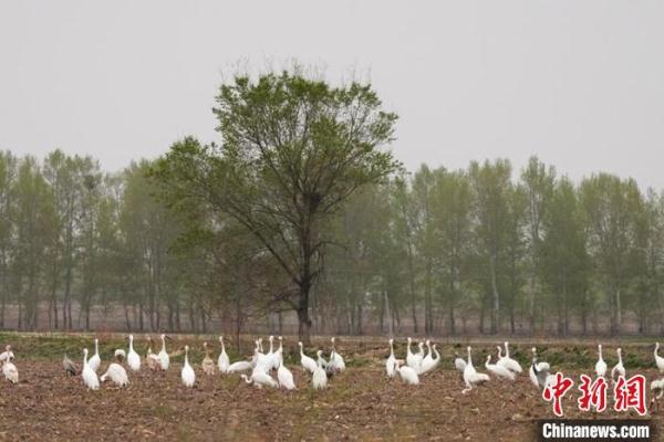 濒危白鹤种群在中国有较大增长 吉林内蒙古交界发现4700余只