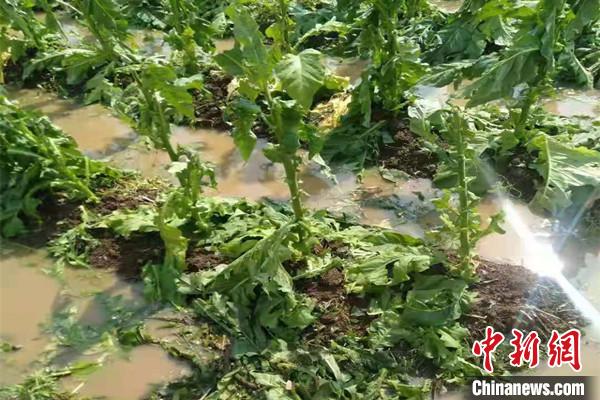 湖南嘉禾县突降冰雹致一乡镇6000余亩农作物受灾