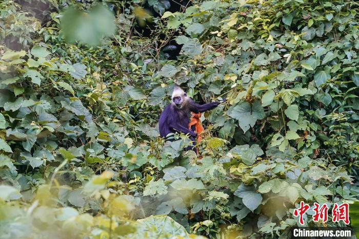 中国首获濒危物种白头叶猴全基因组序列