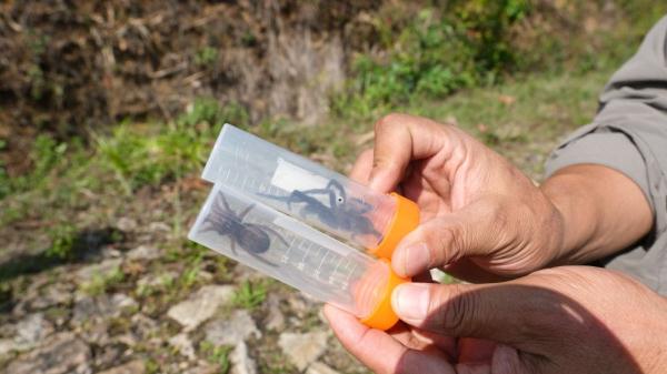 共建地球生命共同体|云南南滚河国家级自然保护区首次发现捕鸟蛛