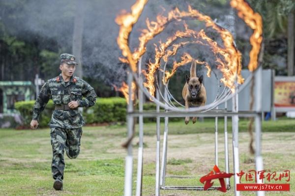 武警广西总队某支队组织训导员携军犬开展多课目训练