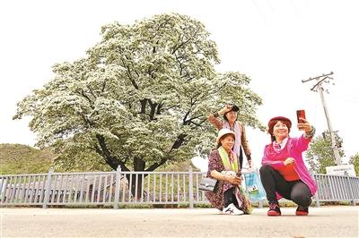 北京密云580岁古流苏树迎来盛花期