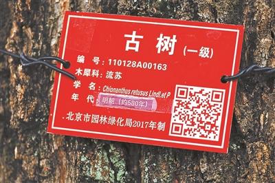 北京密云580岁古流苏树迎来盛花期