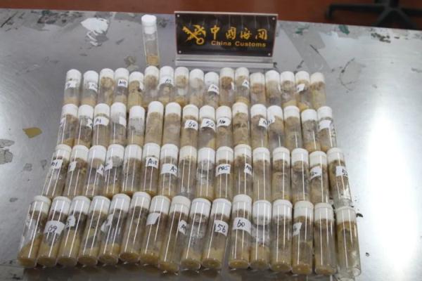 青岛海关在一进境邮包中截获非法入境黑腹果蝇超7000只