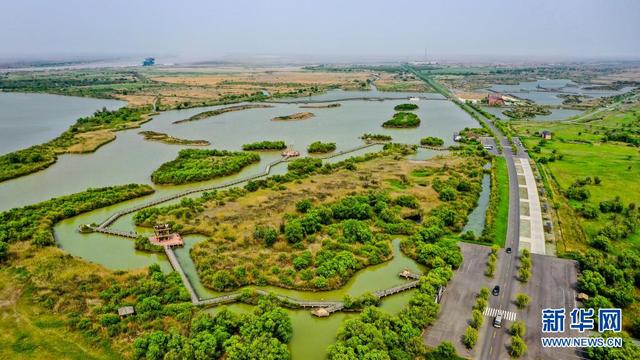 这里何以成为600万只鸟儿的“家园”——探访黄河三角洲的生态保护