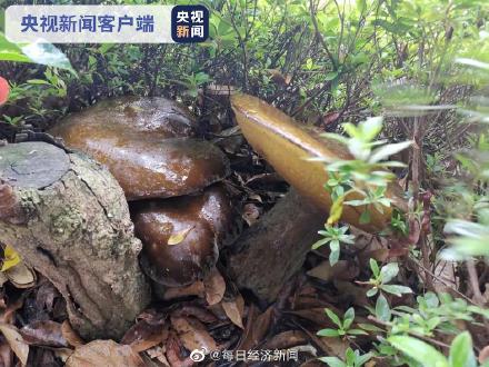 稀奇！云南一公安局花坛长出5朵巨型牛肝菌，最高重达2.8公斤