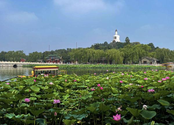 正是夏日赏荷时 北京市属公园超六成荷花进入盛花期