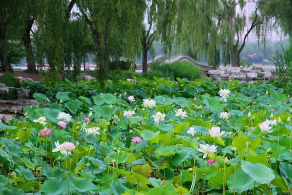 正是夏日赏荷时 北京市属公园超六成荷花进入盛花期