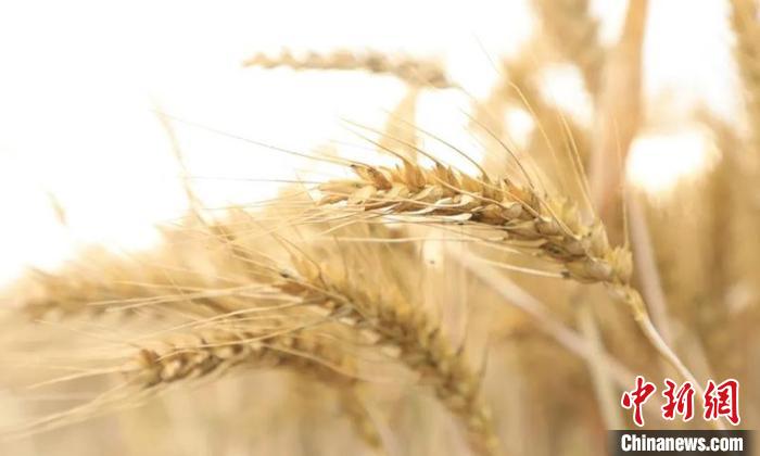亩产840.34公斤！新疆冬小麦创单产新高