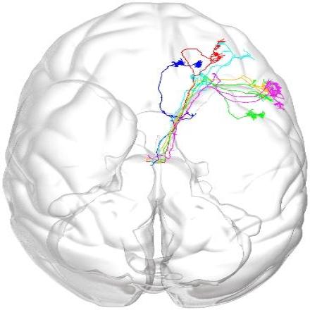 科学家实现迄今最高精度猕猴大脑三维高清成像