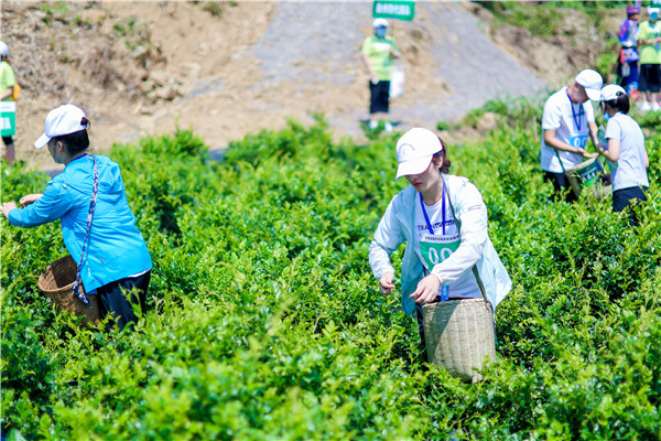 湖南张家界：发展莓茶产业 助力乡村振兴