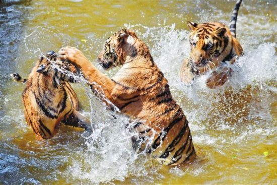 深圳野生动物园老虎戏水