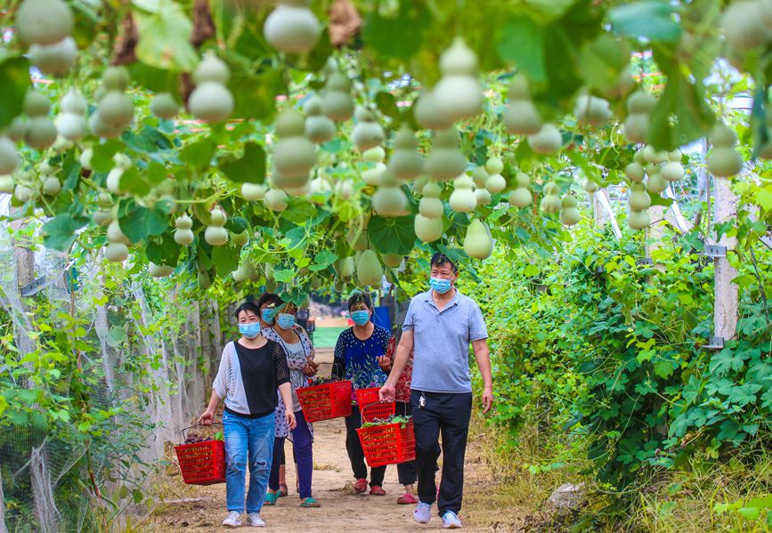 河南南阳：科技生态种植 助力乡村振兴