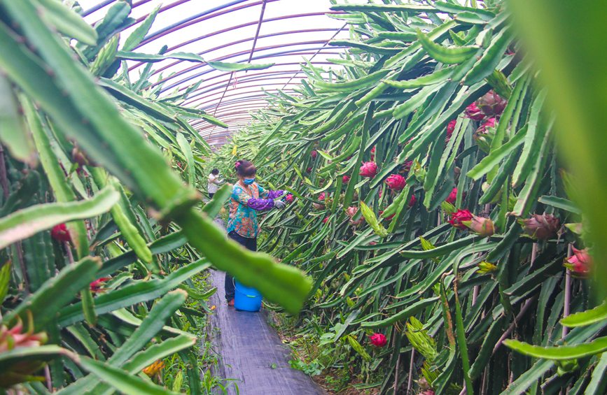 河南南阳：科技生态种植 助力乡村振兴