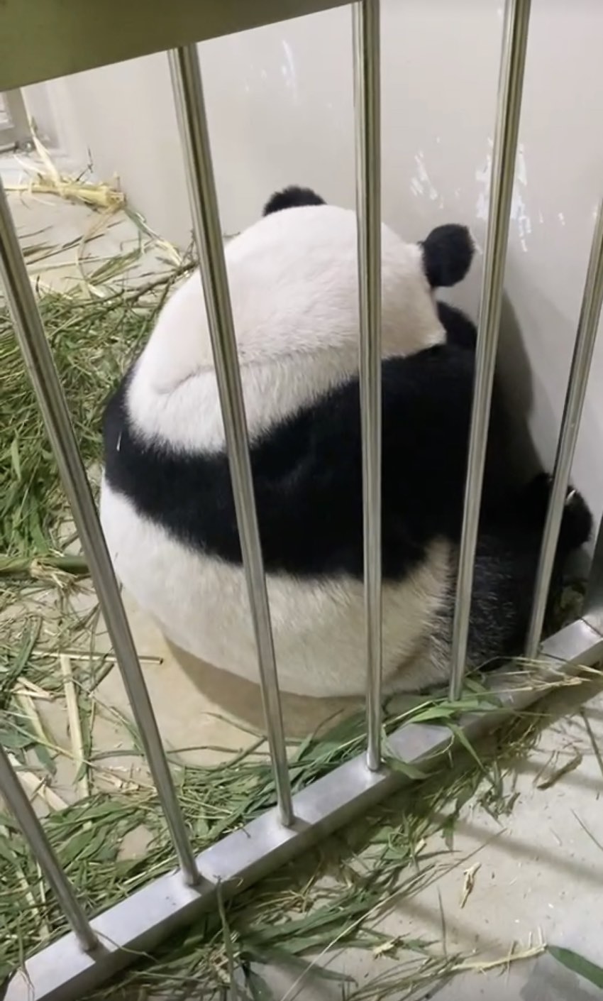 新加坡旅居大熊猫“沪宝”首次产崽 重约200克