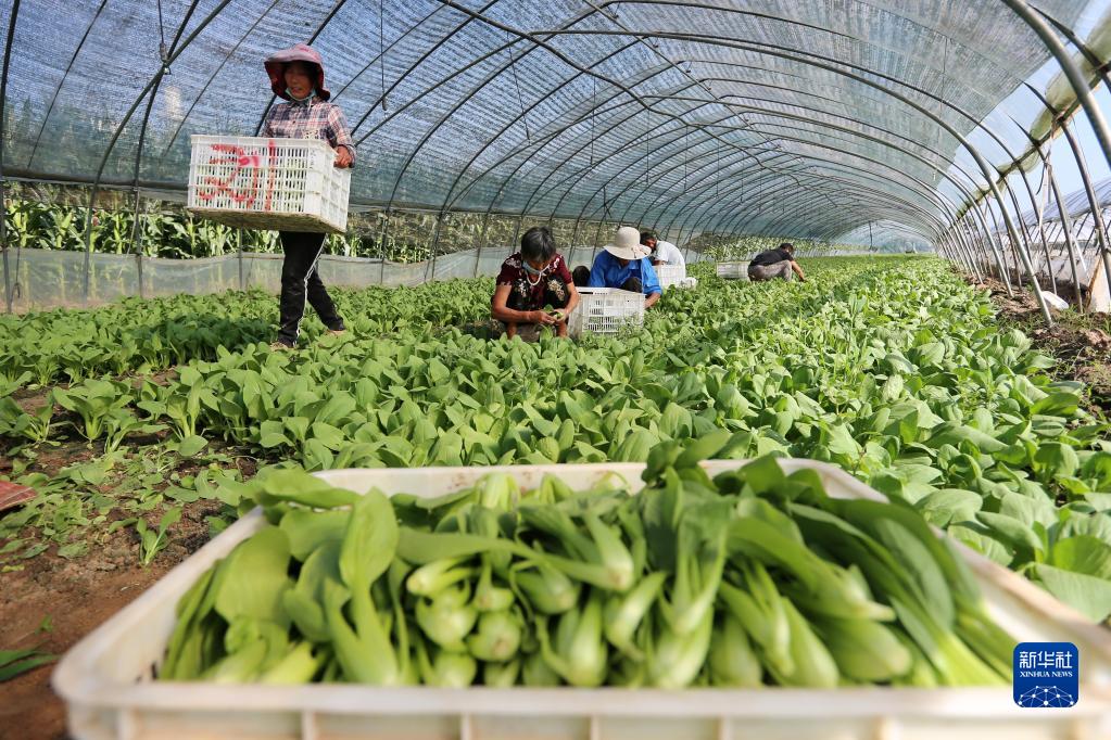 安徽濉溪：发展订单式果蔬产业助农增收