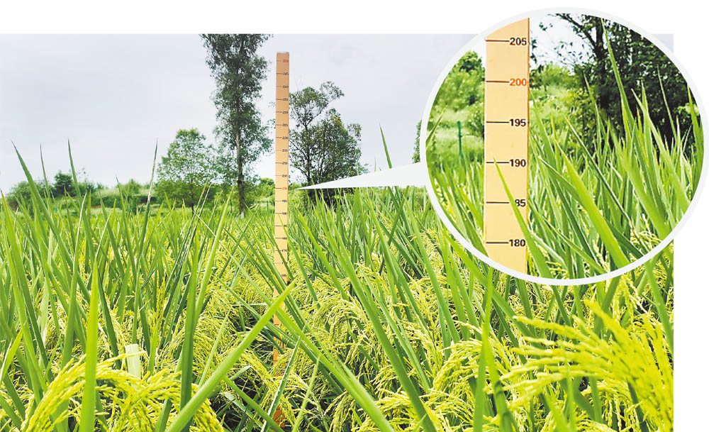 2米高“巨型稻”在大足试种成功
