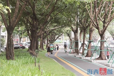 厦门体育路完成绿化景观提升 沿线绿化疏密有度