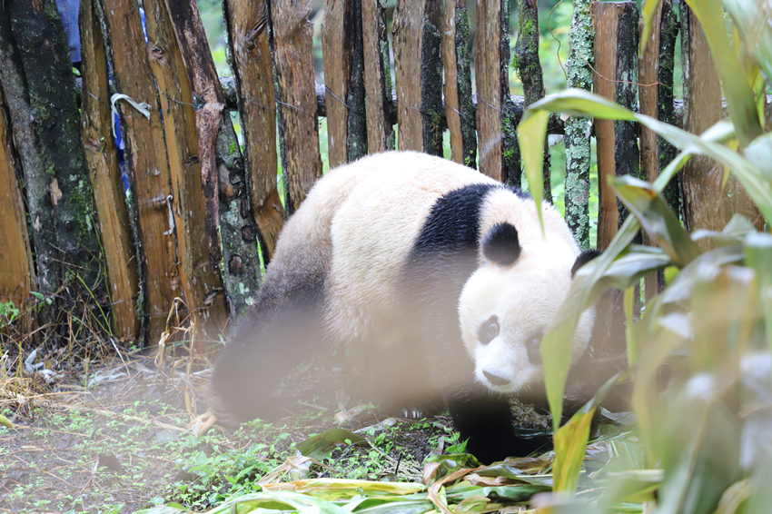野生大熊猫现身四川乐山乡村 与村民“亲密互动”
