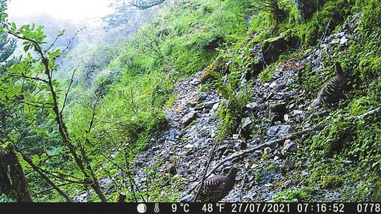 玉龙雪山自然保护区发现国家一级保护动物四川雉鹑