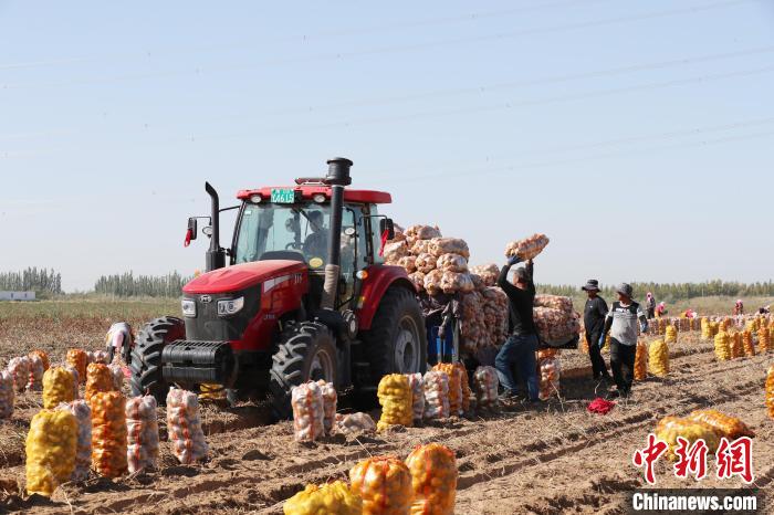宁夏平罗：千亩马铃薯迎来“收获季”