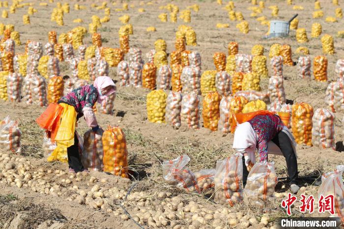 宁夏平罗：千亩马铃薯迎来“收获季”