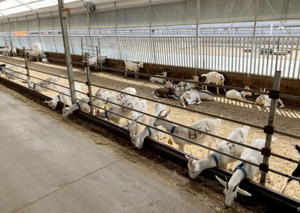 内蒙古奶山羊产业践行“科技兴蒙”行动