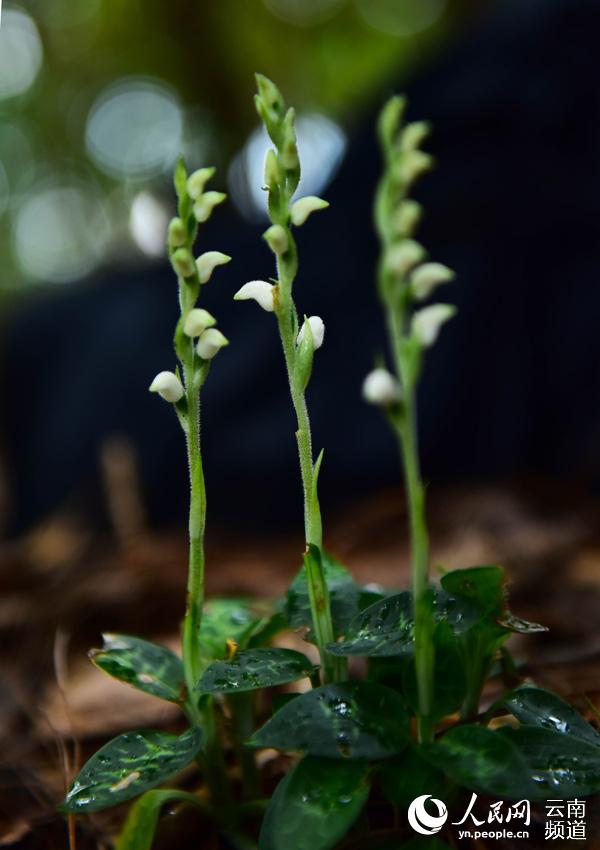 拥有世界上最小种子的植物——斑叶兰。