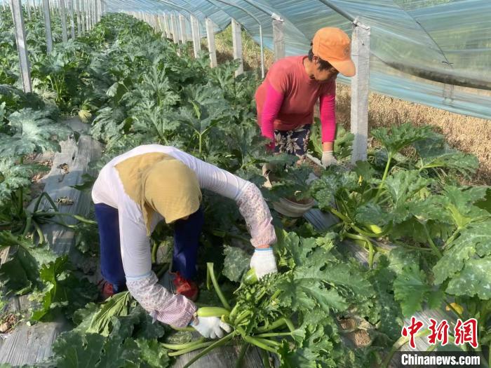 山西潞城：金秋时节话丰收 特色农业激活乡村振兴新引擎